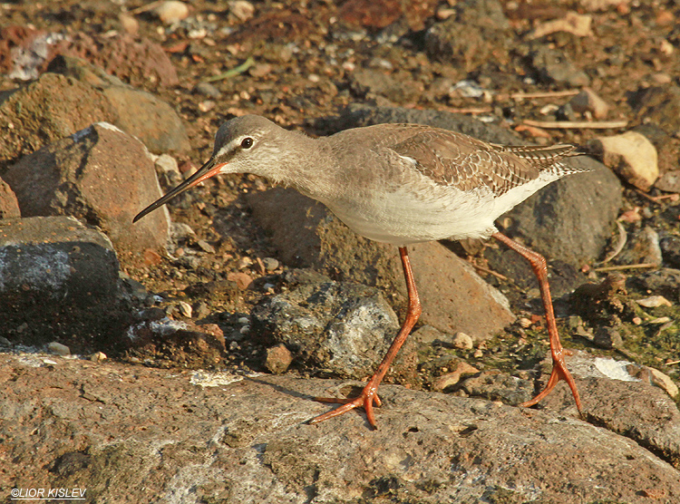 Spotted Redshank  Tringa erythropus  ,Jordan river near Kibbutz Degania ,Jordan valley,December 2012  Lior Kislev